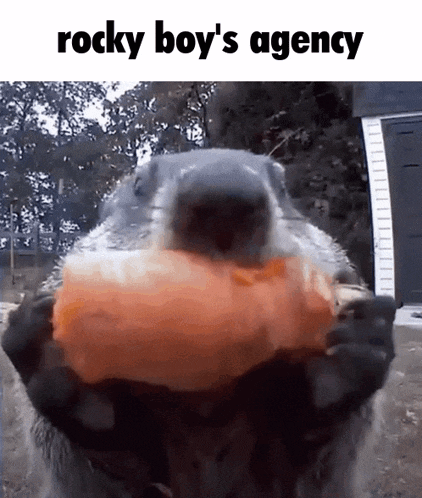 a squirrel is holding a carrot in its paws and says rocky boy 's agency