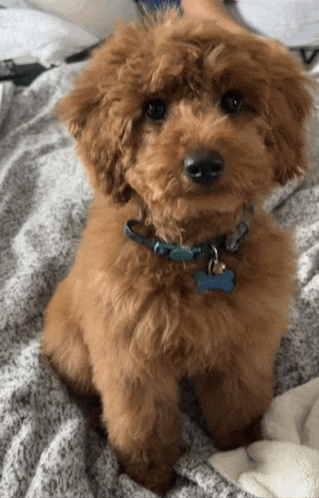 a small brown dog with a blue collar and a tag that says ' chris '