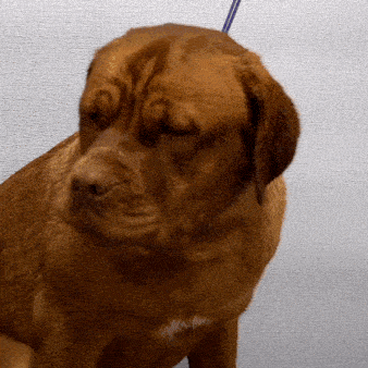a close up of a brown dog with a blue leash around its neck