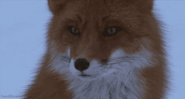 a close up of a fox 's face with the words headlikeanorange written below it
