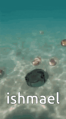a group of fish are swimming in the ocean with the name ishmael written above them .