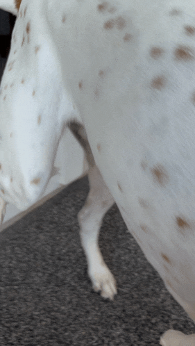 a dalmatian dog standing on a carpeted floor looking at something