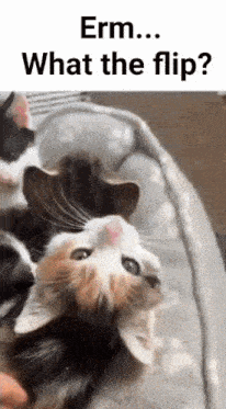 a group of cats are laying on top of each other on a bed .