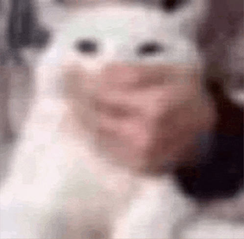 a blurry picture of a person holding a white cat with a pink nose .