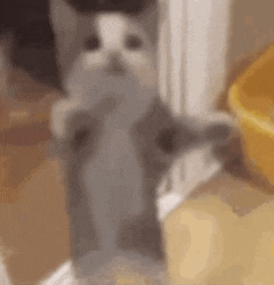 a gray and white cat is standing on its hind legs on a wooden floor .