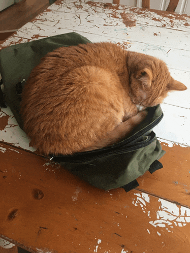 an orange cat sleeping in a green backpack on a table