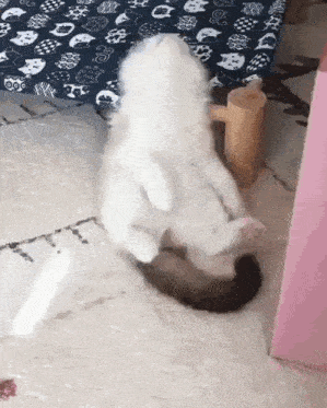 a white cat and a black cat are playing on the floor .