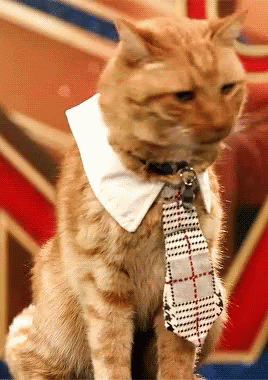Business Cat Goose The Cat GIF