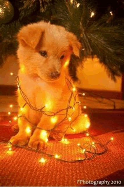 a puppy wrapped in christmas lights is sitting under a christmas tree .