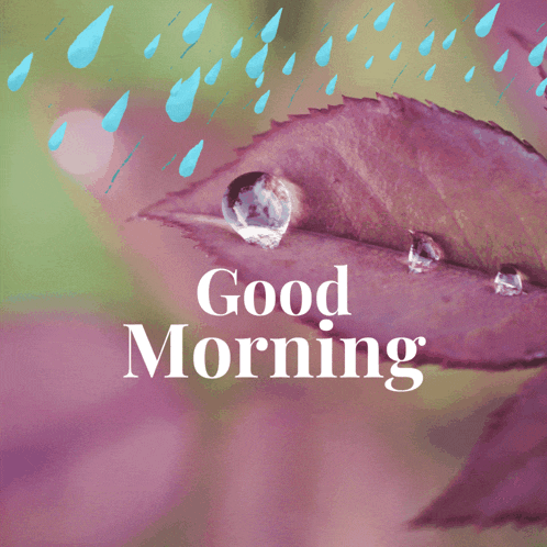a leaf with water drops on it and the words good morning