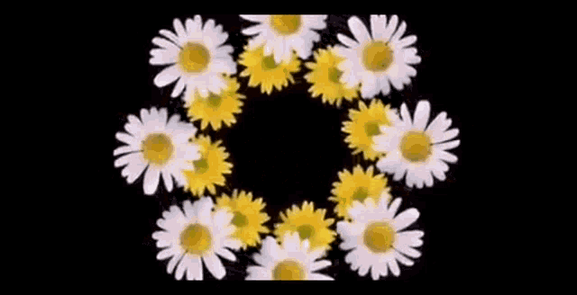 a circle of daisies on a black background