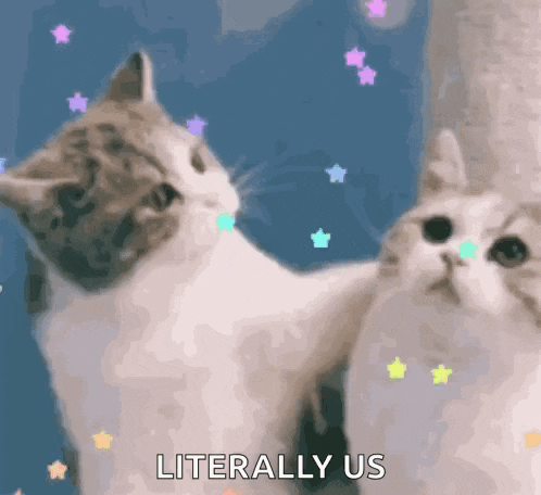 a couple of cats standing next to each other with the words `` literally us '' written in the corner .