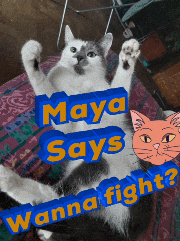maya says wanna fight with a cat laying on a bed