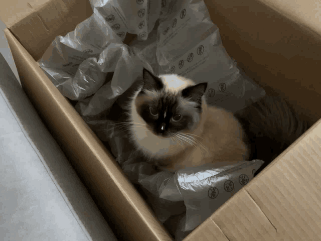 a cat is sitting in a cardboard box surrounded by packing material