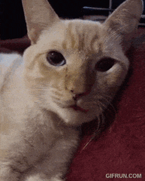 a close up of a cat laying on a red blanket with gifrun.com written on the bottom