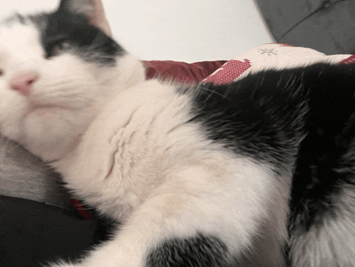 a black and white cat laying on a couch