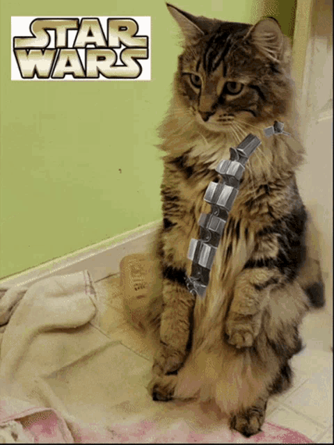 a cat is sitting in front of a star wars sign