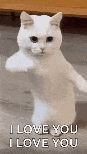 a white cat is standing on its hind legs and giving a middle finger .
