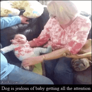Jelly Doggo GIF - Jelly Doggo Grandma GIFs