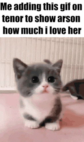 a gray and white kitten with a caption that says me adding this gif on tenor to show arson how much i love