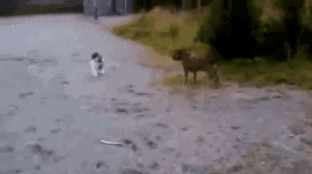 Why Do Cats And Dogs Hate Each Other GIF - Why Do Cats And Dogs Hate Each Other GIFs