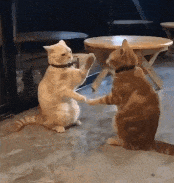 two cats are standing next to each other on their hind legs .