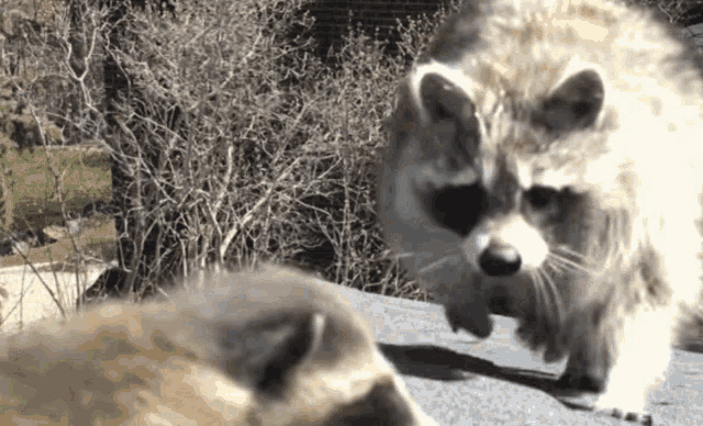 Raccoon Taking Baby GIF - Raccoon Taking Baby Bye GIFs