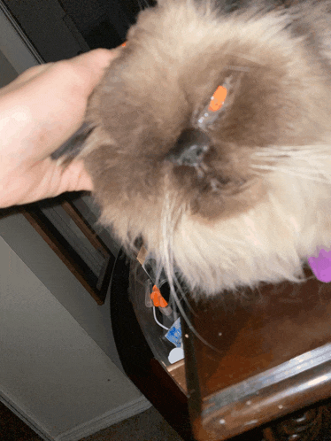 a person petting a fluffy cat that has orange eyes