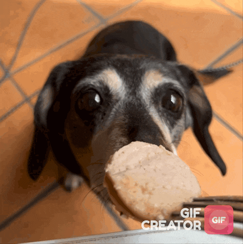 a dog with a cookie in its mouth and a gif creator logo
