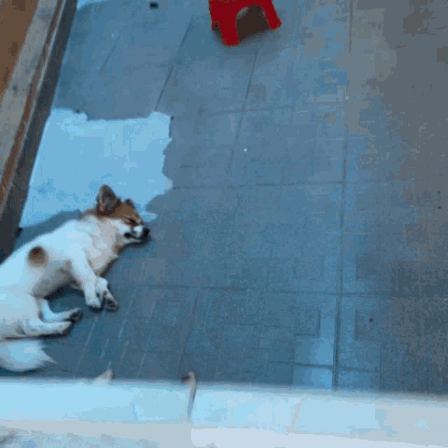 two dogs are laying on a tiled floor and one is laying on its back
