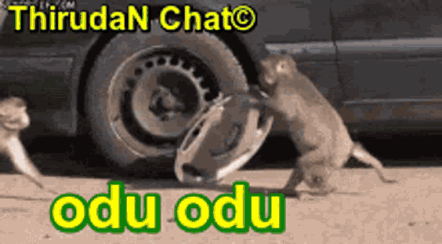 two monkeys are playing with a car wheel and the words " odu odu " are below them