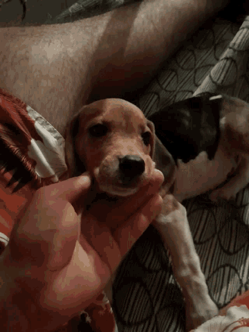 a person is petting a small dog on a bed