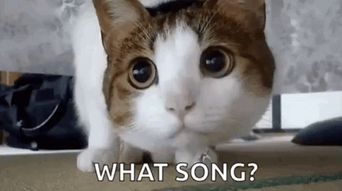 Cat Confused GIF - Cat Confused Huh GIFs