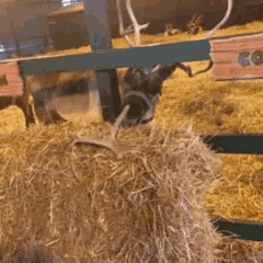Reindeer Eating GIF - Reindeer Eating Hay GIFs