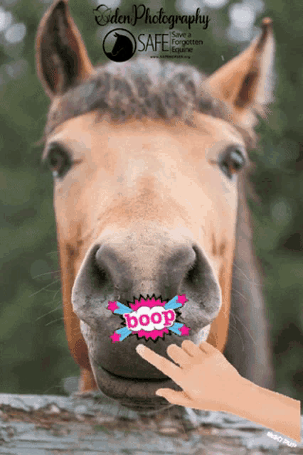 a poster for eden photography shows a horse with a hand pointing at its mouth