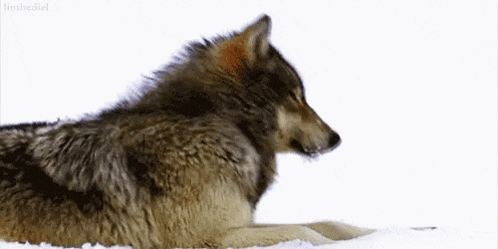 a wolf is laying down in the snow looking at the camera .