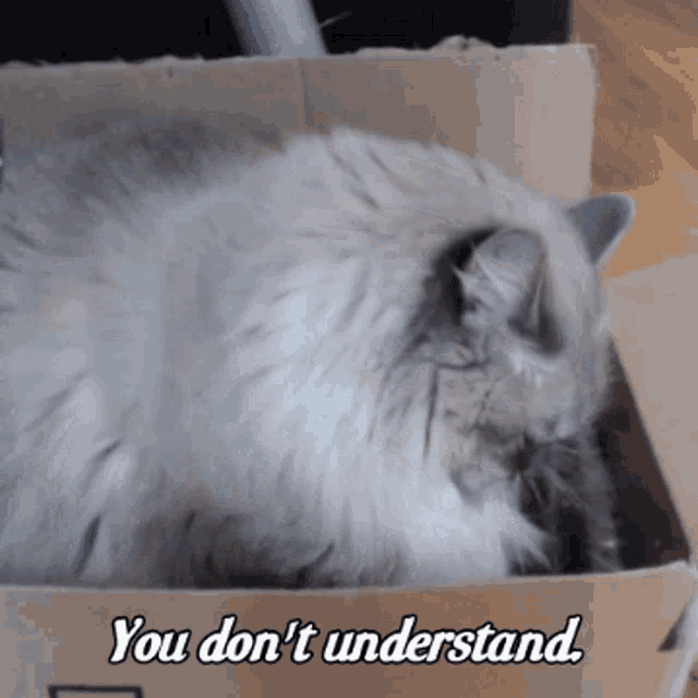 Rexi Cat Biscuits GIF - Rexi Cat Biscuits Kneading GIFs