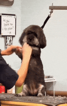 a dog is being groomed in front of a sign that says " are you smarter than a fat grader "