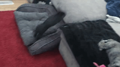 Bunny Hops GIF - Bunny Hops Excited GIFs