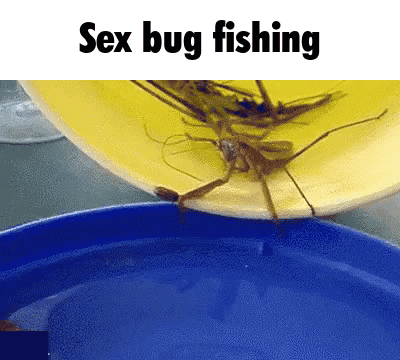 Sex Bug Mantis GIF - Sex Bug Mantis Praying Mantis GIFs