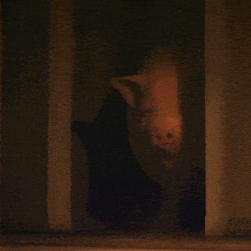 a pig is standing in a dark room and smiling at the camera