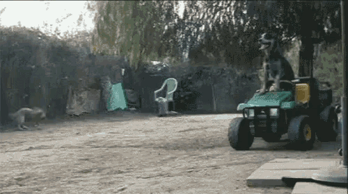 a dog is riding on the back of a lawn mower in a yard .