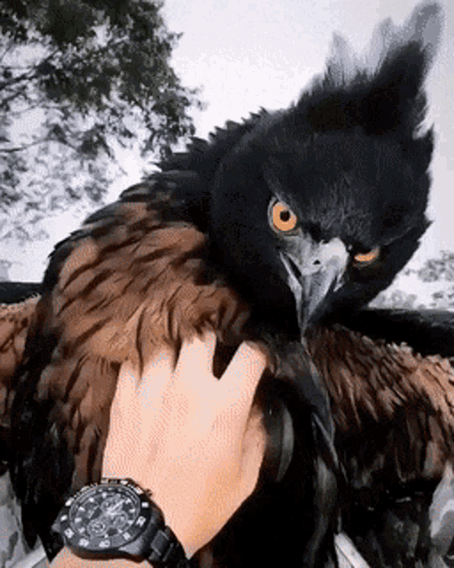 Eagle Aguila GIF - Eagle Aguila Confused GIFs