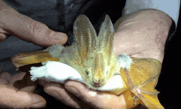 a person is holding a bat in their hands with a white cloth