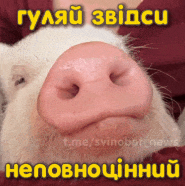 a picture of a pig with a large pink nose and the words " t.me/svinobot_new " below it