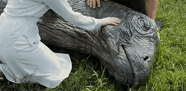a woman in a white dress is kneeling down and touching the face of a hippopotamus