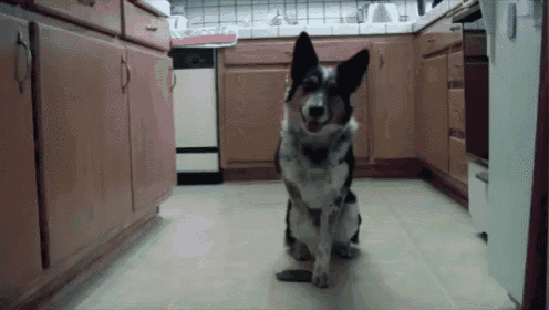 a black and white dog standing in a kitchen looking at the camera