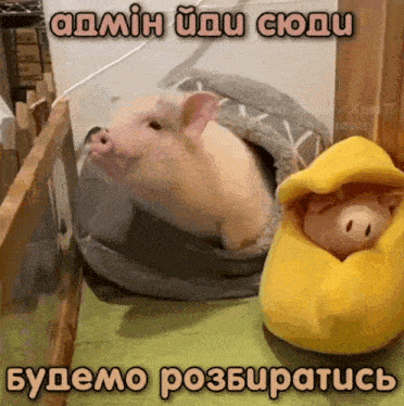 a picture of a pig and a stuffed pig with a caption in russian
