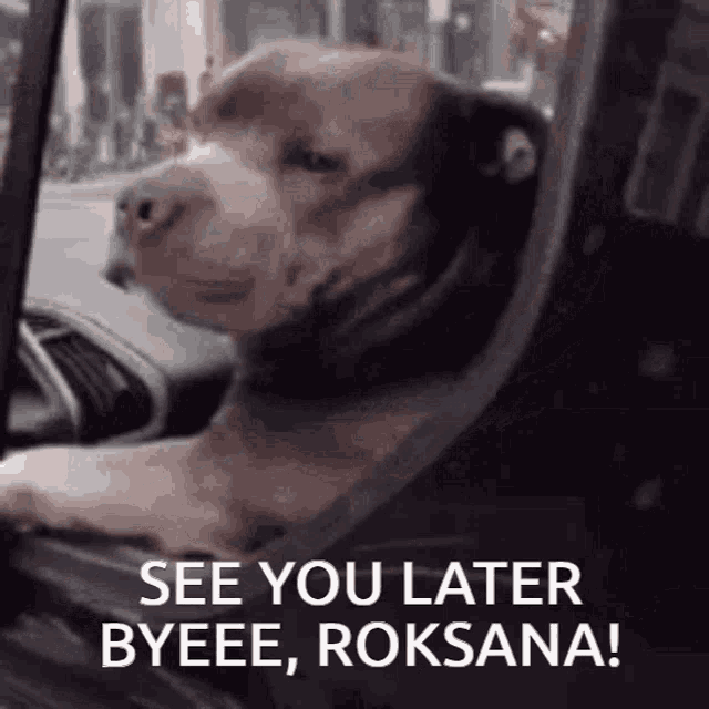 Roksana Dobra Dog GIF - Roksana Dobra Dog See You Later GIFs