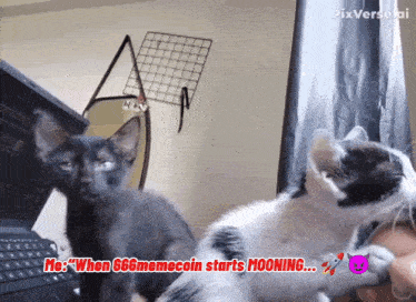a black and white kitten sitting next to a laptop with the caption " me when 666memecoin starts mooning "